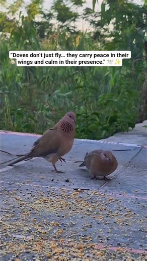 Peaceful Dove Birds 🕊️ | Nature’s Symbol of Love & Calm #Shorts