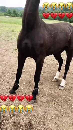 Horse seizure epilepsy 😭💔 #mihai_gabriel96 #horse #foryou #5pasidebine #foryoupage | Daily Animal Stories