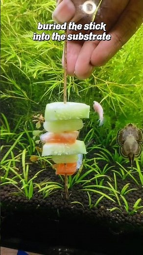 How to Make Fish Food at Home