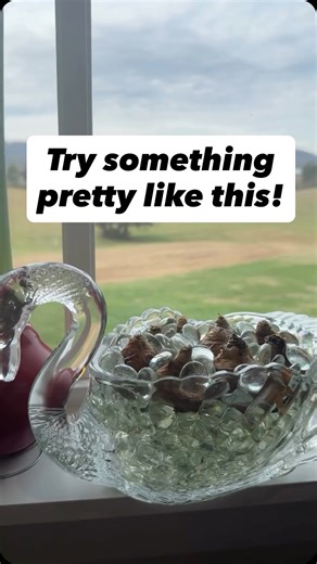 Tracy Crosland 🌸 Cottage Flower Gardening on Instagram: "Tip: if your paperwhites tend to tip over when they get at full height, try lassoing them with a pretty Christmas ribbon or green floral wire. To see what I plant in the 3 other containers, follow to see my next reel! ☺️ If you don’t like the scent of paperwhites, follow to see my next reel! ☺️☺️ If you want to see if these paperwhites after they bloom, follow to see my next reel! ☺️☺️☺️ Hi! I’m Hey Honeysuckle! 🌸 I don’t have a perfect 