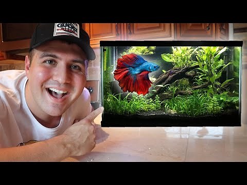 5 Gallon Planted Betta Tank Setup!!