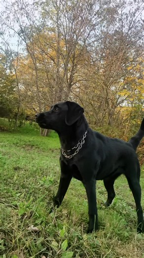Funny Labrador barking - What did she see? 🤔😃