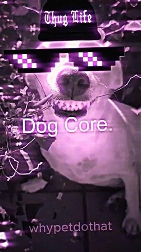 Best Laughing Dog Memes🤣🐶 #funny #dogmemes #pets