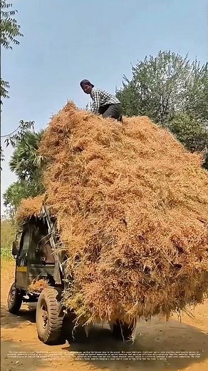 Riding the Harvest Wave: How Farmers Turn Gravity into Efficiency