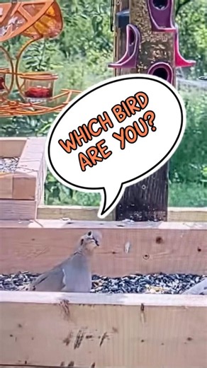 Which bird are you? #birds #birding #songbird #cardinals #quiz #animals #nature #wildlife #backyard