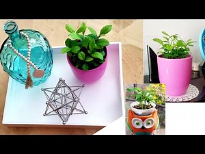 Trồng Chanh Vàng từ Hạt để lấy giống và trang trí nhà đẹp _ How to grow lemon tree from seed