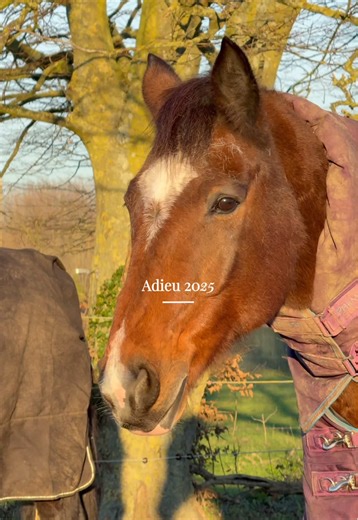 Prendre soin de soi en étant propriétaire d'un cheval