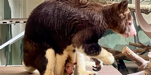 Lincoln Children’s Zoo celebrates birth of endangered Matschie’s tree kangaroo