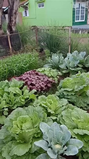 Petani rumahan #petanirumahan #petanimuda #petaniindonesia🇮🇩🇮🇩🇮🇩🌿🌿