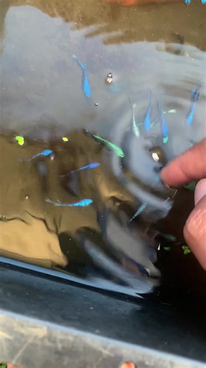 Female female alien dibesarkan dulu untuk breed masal 2 bulan lagi 😊 Salam Liar 🔥 #wildbetta #wildbettagenetic #viral #fypシ゚ #alien