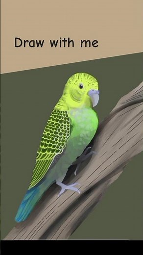 Drawing a budgerigar #drawing #art #digitalart #ibispaintx #budgerigar #bird #birddrawing #parrot