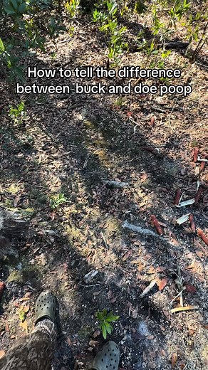 How to Spot a Buck: Identifying Deer Signs