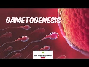 Gametogenesis in animals | Spermatogenesis and Oogenesis | Gametes formation | Easy biology
