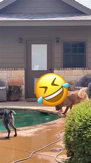 #peeinthepool #kids #funnyvideo #pool #fyp | kids funny videos