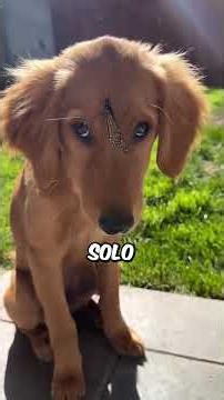 The MOST BEAUTIFUL dog BREEDS in the WORLD 🐶🐕🐾 #funnypuppies #dogs