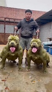 Would you own one of these ? #china #dogs #americanbully #xlbully #pitbulls | Marck Barrera