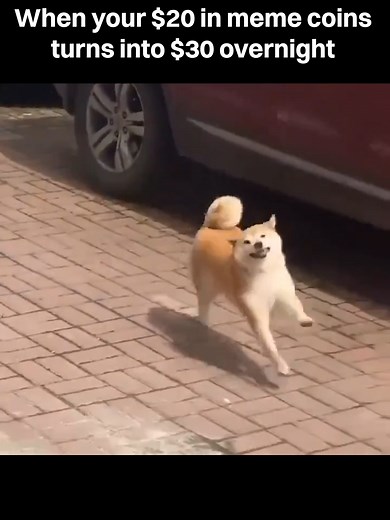 And just in time for the weekend too!🐕☀️❤️ #memecoins #degen #cryptomemes #fyp #memetiktok #saturdaymood
