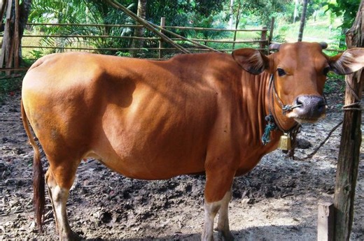 Riset BRIN: Pola Warna Ternyata Menentukan Pertumbuhan Sapi Bali - National Geographic