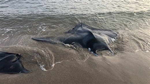 VIDÉO Elles s’échouent sur la plage de Vias : deux raies Diable de mer méditerranéen sauvées par les pompiers de l’Hérault
