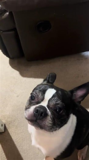 Wait for the CHOMP! Zeus vs. One Whole Banana 🍌🔊