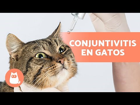 5 REMEDIOS CASEROS para la CONJUNTIVITIS en GATOS 🐱👀 ¿Cómo limpiarle los ojos?