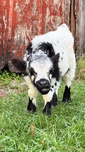 Scottish icons just standing around.🥰🐮😍 . . . . . #highland #cattlefarming #highlandcow #cows #farming | Highland Cattle