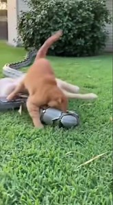 Can This Brave Cat Really Save the Puppy from the Giant Python? 🐾🐍😱