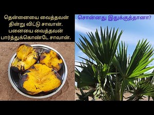 சுட்ட பனம் பழம் சாப்பிடலாம் வாங்க, Palm fruit, Benefits of palm tree fruit in tamil