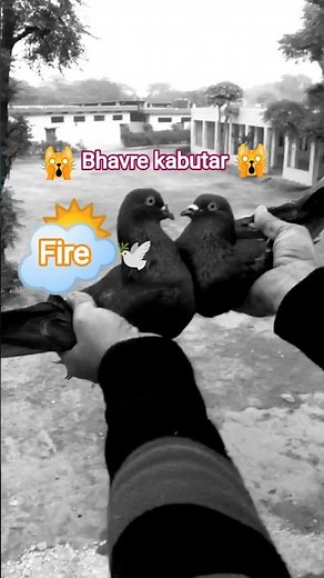 bhot shandar bhav re ka joda#pigeons#animals#birds#pets#kabutar bazi#pigeon lover