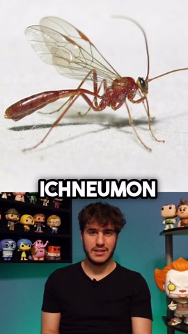 Real Animals Like The Xenomorph In Alien!