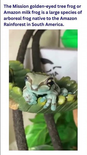 This Frog Produces ‘Milk’ When Stressed?! 😳🐸🥛 | Easy Science Lessons