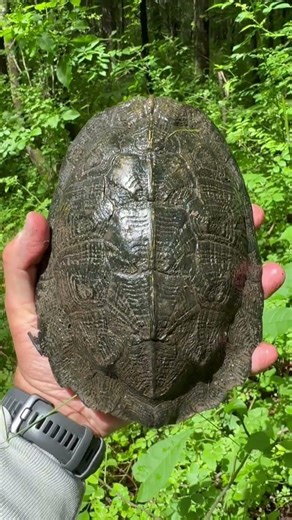 Beast of a Wood Turtle! #ecology #herping #explorenow #nature #herpetology #naturalhistory #hiking