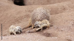 Adorable baby meerkats burrow through red desert sand of Kalahari between adults. Mother meerkat feeding her babies. The female protects her offspring from predators