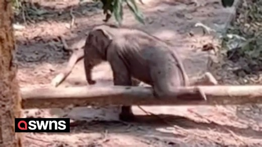 Adorable moment baby elephant struggles to follow its mother and trips over fallen tree