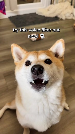 Hilarious Dog Voice Filter Compilation