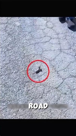 She Found a Weak Baby Weasel on the Road… And Saved His Life 🐾❤️