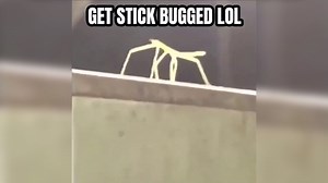 Get Stick Bugged Lol by Dev Jelle