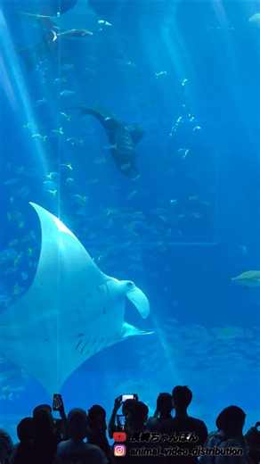 1度は行きたい、美ら海水族館。貴重なマンタの宙返り食事シーン
