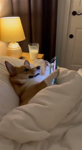 Smart Dog Presses Phone Screen Like a Pro 📱🐶 | Funny Pet Moment