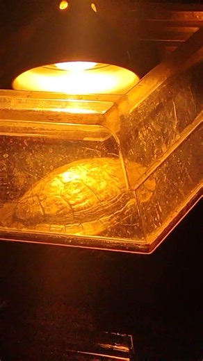Red Ear Slider Scratching view