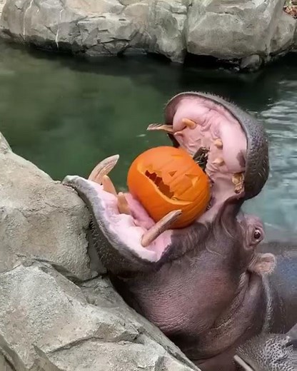 Hippos eating pumpkins | Halloween