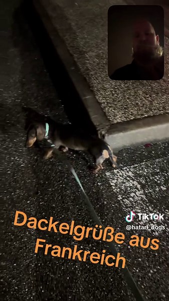 #hund #dackel #frankreichurlaub #dachshund #dogs