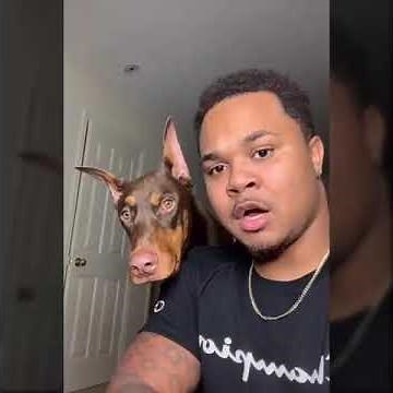 Hilarious Doberman