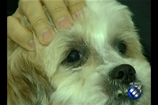 Saiba como identificar doenças oculares em cães e gatos no 'Dica Animal' desta quinta (8)