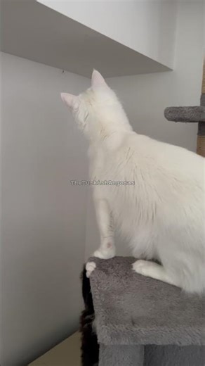🕷️🐈 Normally she eats spiders, but not now 😼 #cat #cats #catvideos #catshorts #kedi