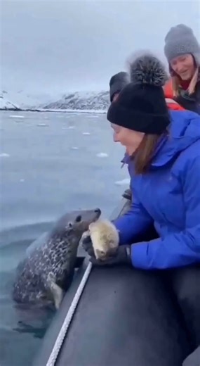 A Seal Trusted Humans… And Gave Them Her Baby.. | Viral Clips