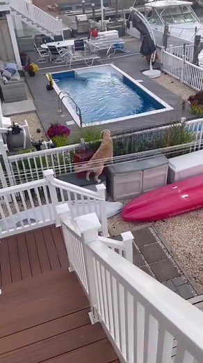 owning the neighbor's pool. 🐕🐕😊 | Tuncay Kavcı