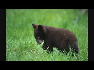 Black Bear (By:Black Bear) w/ lyrics