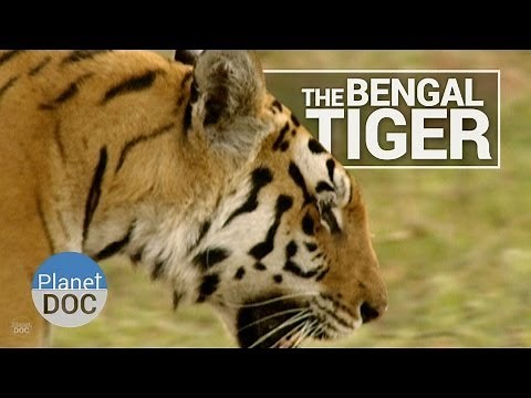 Bengal Tiger | Wild Animals - Planet Doc Full Documentaries