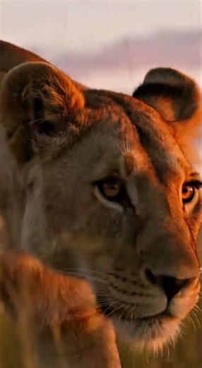 Lioness Hunt at Dawn | Wildebeest Chase & Kill in 4K African Savanna #4kwildlife